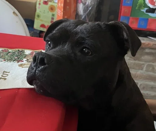 Testa di femmina Staffordshire bull terrier