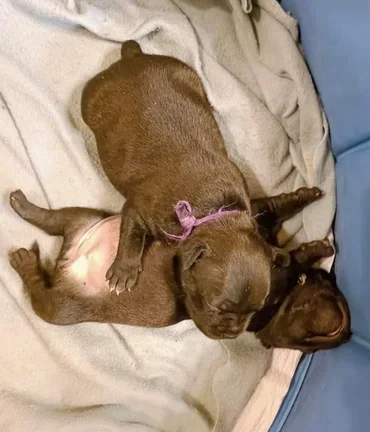Video cuccioli Staffy