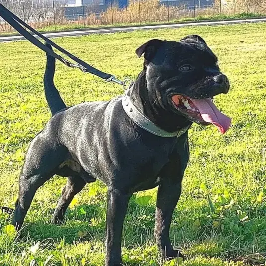 Lo Staffordshire bull terrier del Piccolo diavolo