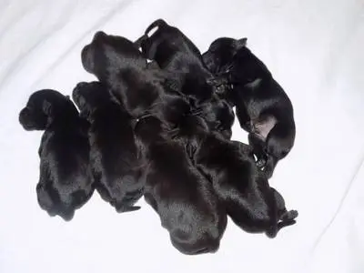 Cuccioli Staffordshire bull terrier Del Piccolo diavolo
