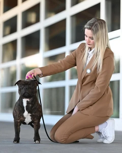 Staffordshire bull terrier in Expo