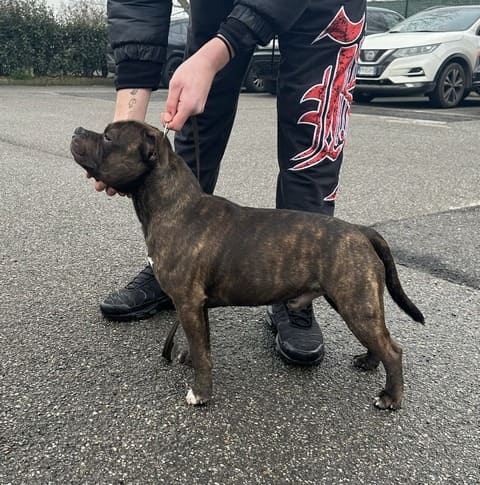 Allevamento Staffy