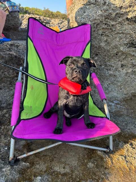 cuccioli staffordshire bull terrier in regalo