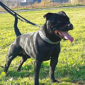 Allevamento Staffy Del Piccolo diavolo
