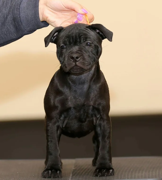 I colori dello Staffordshire Bull Terrier: nero, tigrato, blu e altri