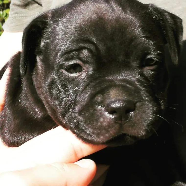 Cuccioli di Staffordshire Bull Terrier: educazione ai bisogni