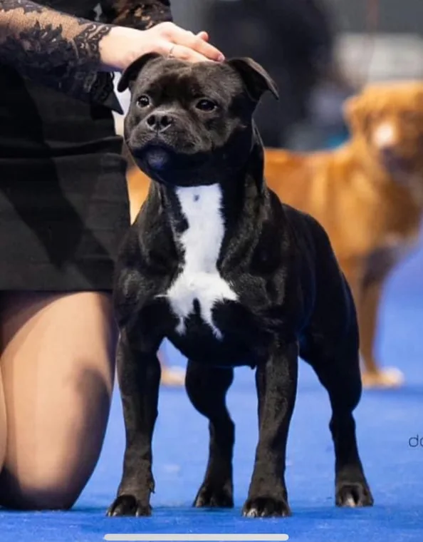 Differenza Staffy Pitbull Amstaff