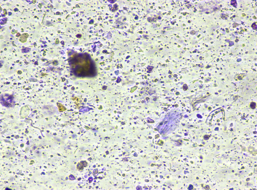 Immagine al microscopio dell'esame delle feci della cucciolata, settembre 2026