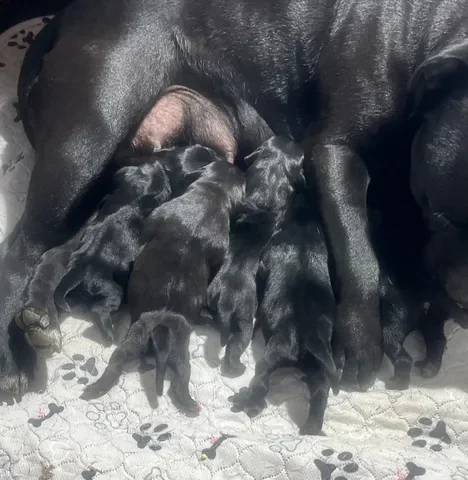Femmina di Staffordshire Bull Terrier che allatta la sua cucciolata