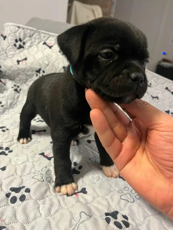 Linee di Sangue Staffordshire Bull Terrier