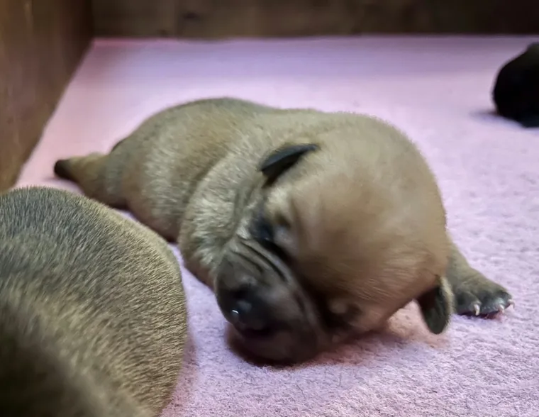 Cuccioli di Staffordshire Bull Terrier: gestione della solitudine