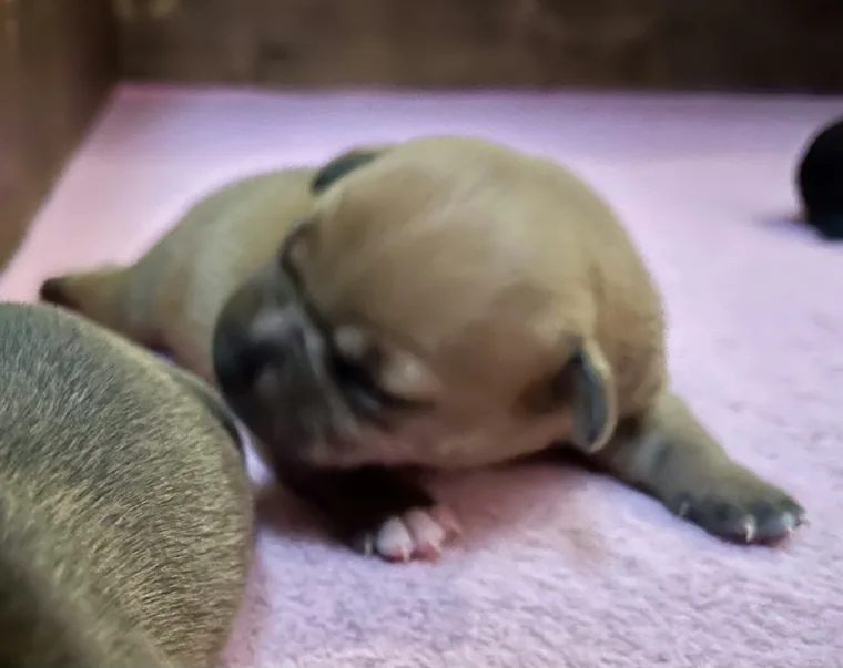 Cuccioli di Staffordshire Bull Terrier nei primi giorni di vita