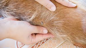 Parassiti: prevenzione e controllo