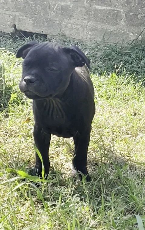 Staffordshire Bull Terrier Welpe im Gras des Zuchthofs