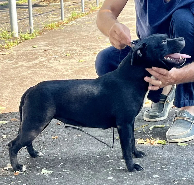 Schwarzer Staffordshire Bull Terrier im Profil, rassetypischer Bau