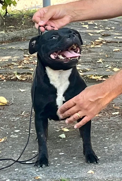 Lo Staffordshire Bull Terrier è pericoloso?