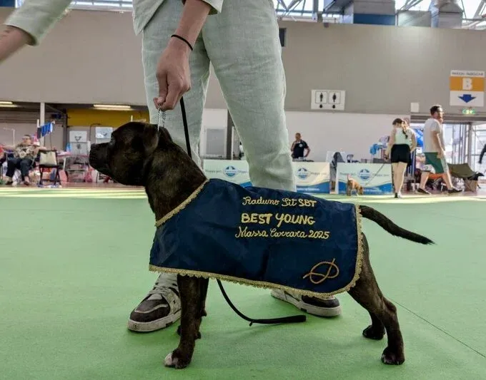 FCI Rassestandard Staffordshire Bull Terrier