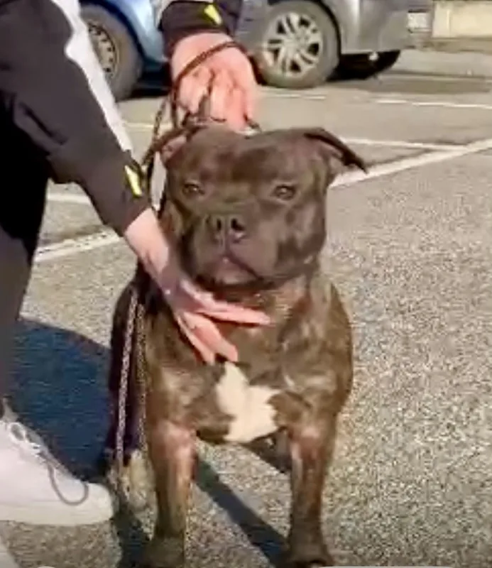 Brindle Staffordshire Bull Terrier being stroked by his owner
