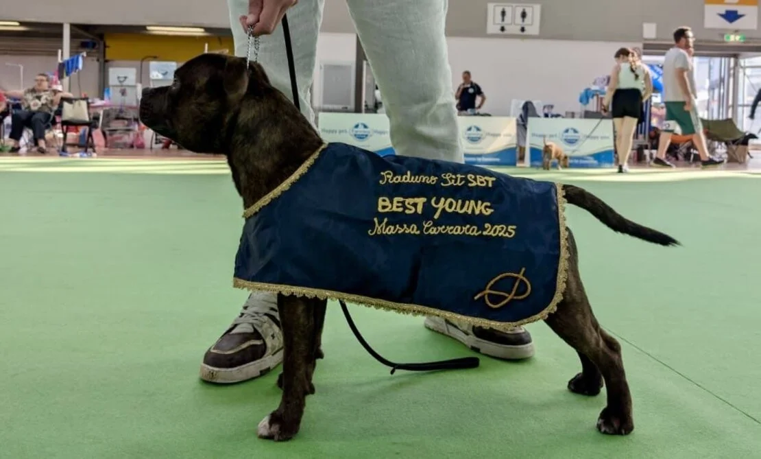 Allevamento Staffordshire bull terrier