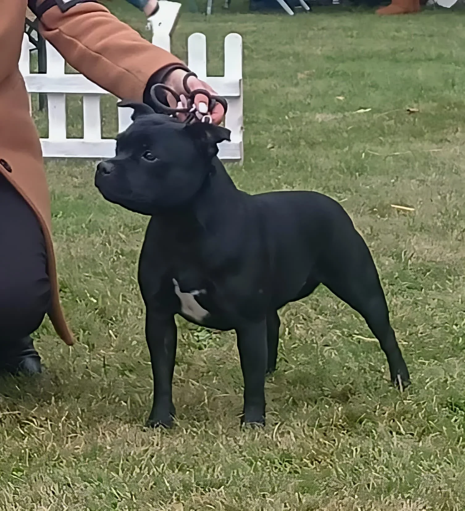Cattleya Del Piccolo Diavolo, San Marino Champion Staffordshire Bull Terrier