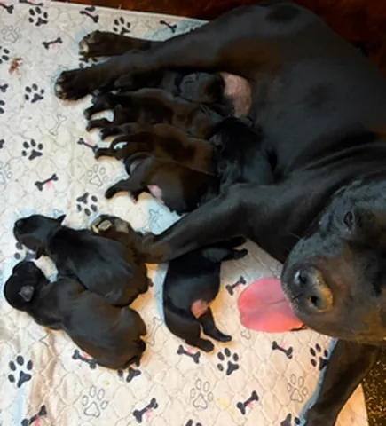 È nata la cucciolata: Bilquis Goddess Diabhal × Black Jack Di Casa Giacalone — 8 cuccioli (agosto 2026)