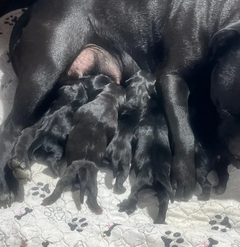 Bilquis mit ihren neugeborenen Staffordshire Bull Terrier Welpen