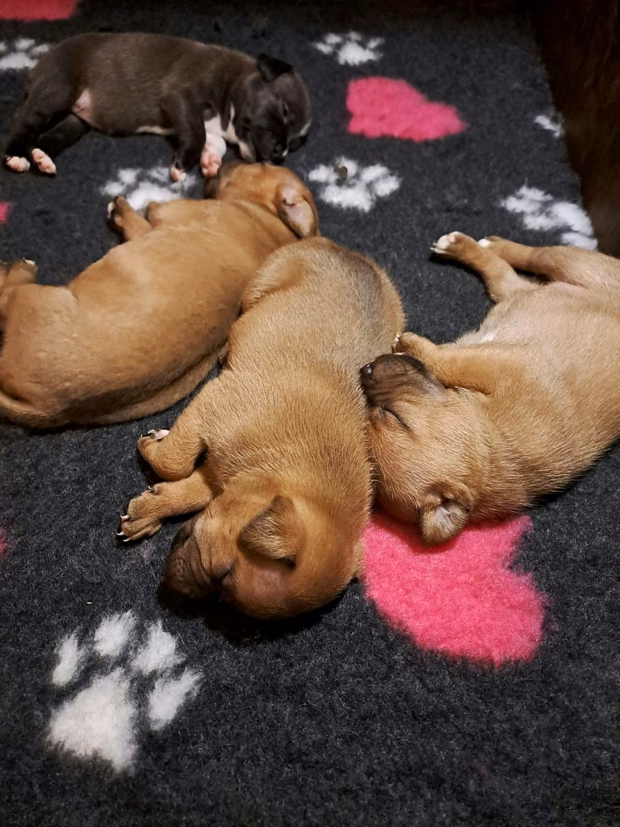 Staffordshire Bull Terrier puppies from Del Piccolo Diavolo kennel, born and raised at home in Ostellato, Italy