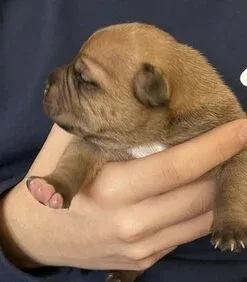 Cucciolo Staffordshire Bull Terrier