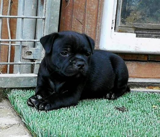 Cucciolo Staffordshire bull terrier Del Piccolo diavolo