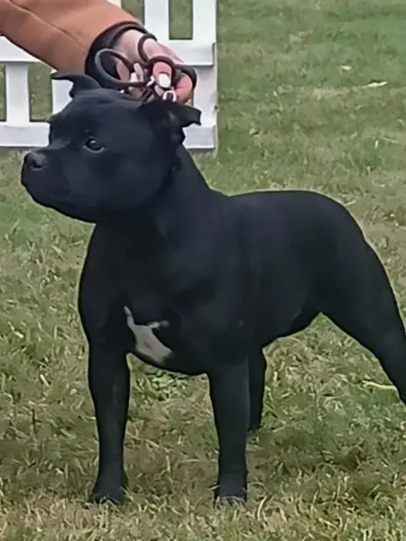 Cattleya Del Piccolo Diavolo at Valconcaclan