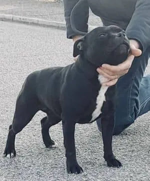 Lackyle Bean Croi Olc