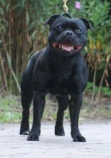 Riproduttore Staffordshire bull terrier