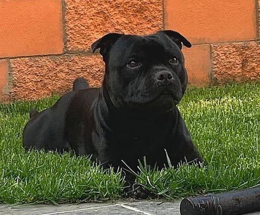 Testa Staffordshire bull terrier