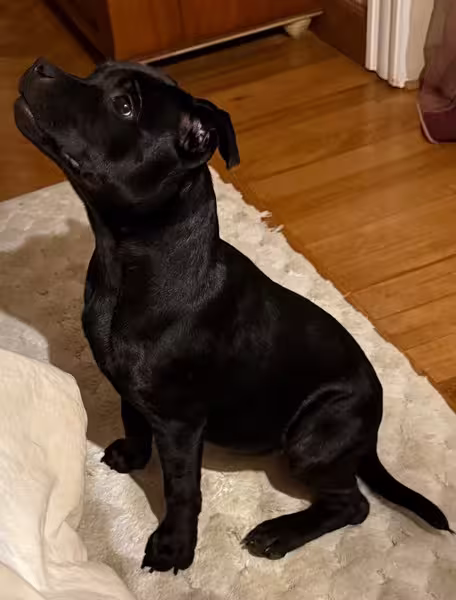 Staffordshire Bull Terrier in der Familie