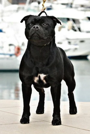 Staffordshire bull terrier maschio