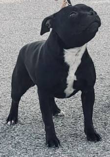 Riproduttrice Staffordshire bull terrier