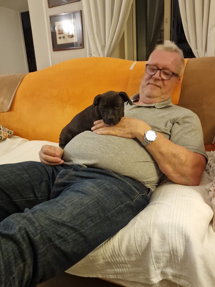 Dunkler Welpe liegt auf der Brust eines Mannes mit Brille auf einem orangefarbenen Sofa.