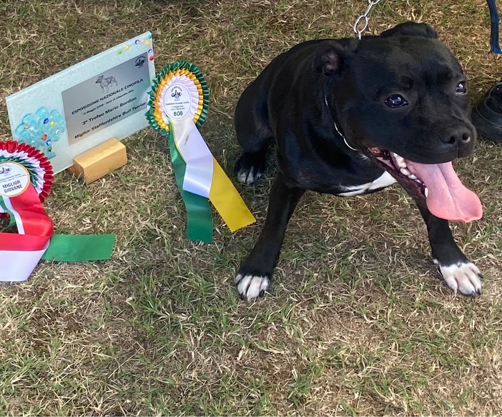 Schwarzer Hund mit herausgestreckter Zunge neben Schleifen und Preisplakette