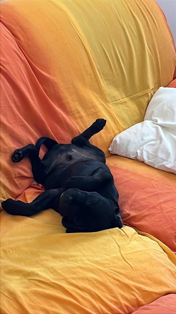 Schwarzer Hund schläft auf dem Rücken auf einem orange-gelben Sofa.
