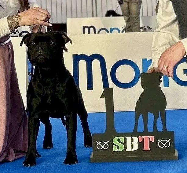 Tikus Del Piccolo Diavolo, BOB Male Puppy Staffordshire Bull Terrier