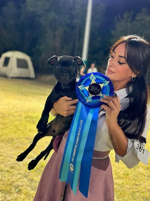 Cucciolo Staffordshire bull terrier in Expo